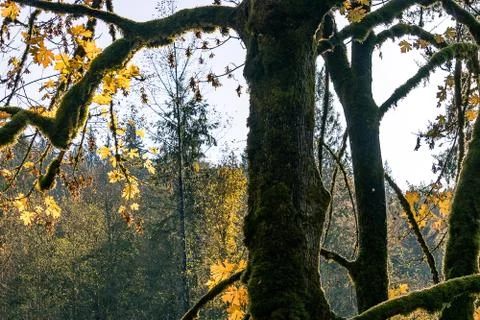 Tree trunk in fall Stock Photos