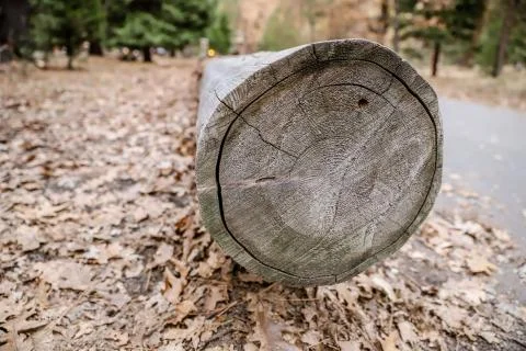 Tree trunk on fallen leaves Stock Photos