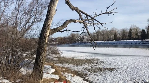 A tree trunk with falling branch Stock Footage 122051793
