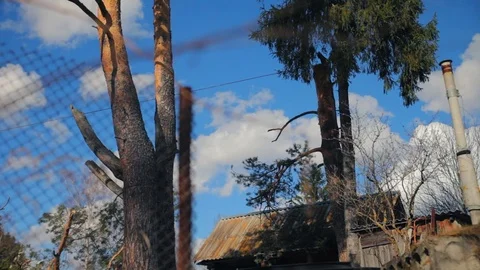 A tree trunk falls off with a rope Stock Footage 97410327