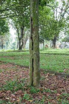 Tree trunk featuring a deep vertical crack in the park.. Stock Photos