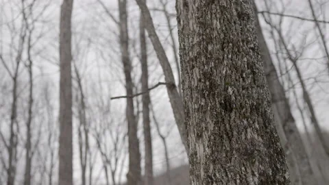 Tree trunk with a few snowflakes pans left to right Stockbeeldmateriaal 171542671