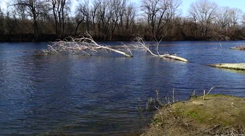 Tree trunk floats in river Stock-Footage 49274914