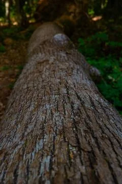 Tree trunk in focus in vertical view. A dead tree on the forest ground Foto stock