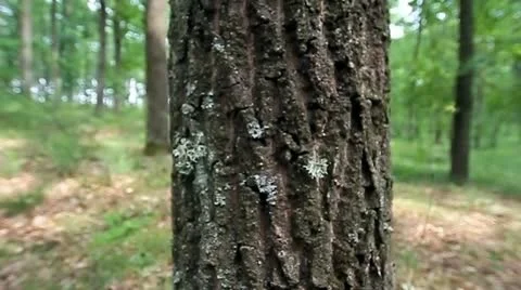Tree trunk Vídeo Stock 11535226