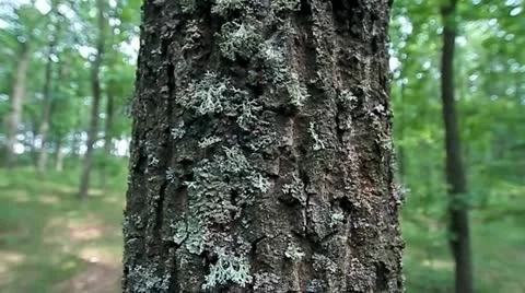 Tree trunk 動画素材 11744541