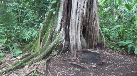 Tree trunk Vídeos de archivo 45668285
