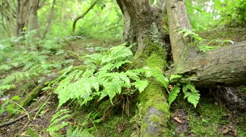 Tree Trunk Stock Footage 54142700