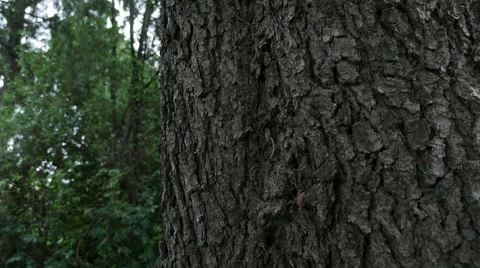 Tree trunk Stock Footage 62843178