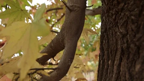 Tree trunk Stock Footage 77049347