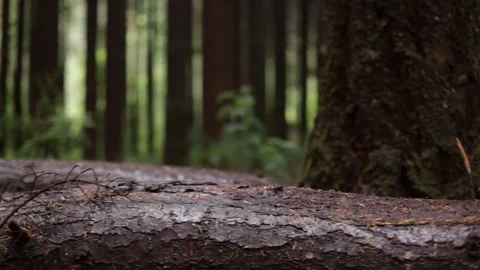 Tree trunk Stock Footage 77049553