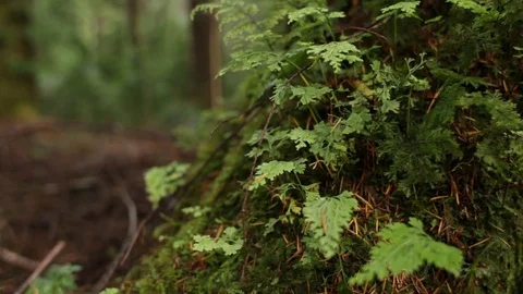 Tree trunk Stock Footage 77049824