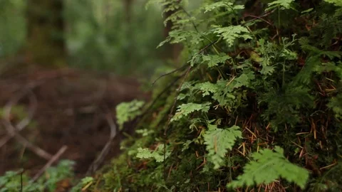 Tree trunk Stock Footage 77049833