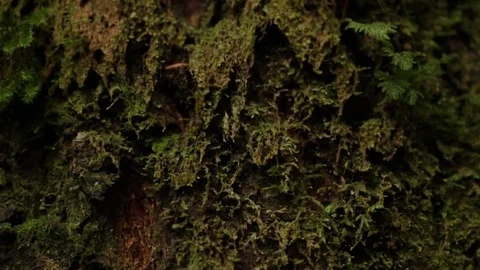 Tree trunk Stock Footage 77050320