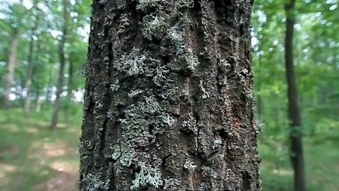Tree trunk Stock Footage 100665186