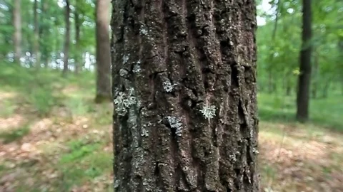 Tree trunk Stock Footage 100665250