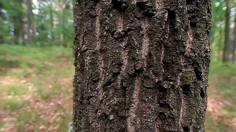 Tree trunk Stock Footage 100665303