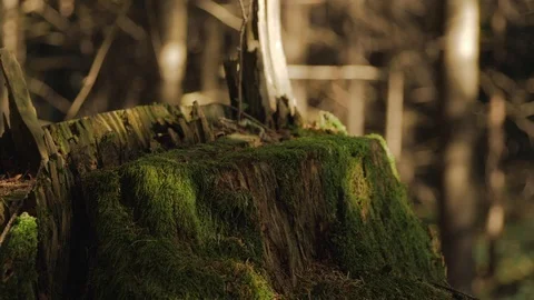 Tree trunk Stock Footage 122249153