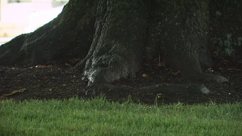 Tree Trunk Stock Footage 123943173