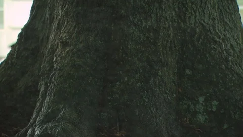 Tree Trunk Stock Footage 123943240