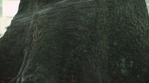Tree Trunk Stock Footage 123943430