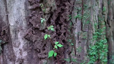 Tree trunk Vídeo Stock 123949188