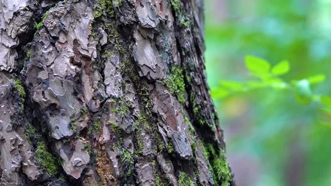 Tree trunk Stockbeeldmateriaal 123949232