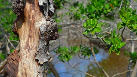 Tree Trunk Stock Footage 163005323