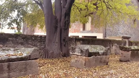 Tree trunk Stock Footage 170949098