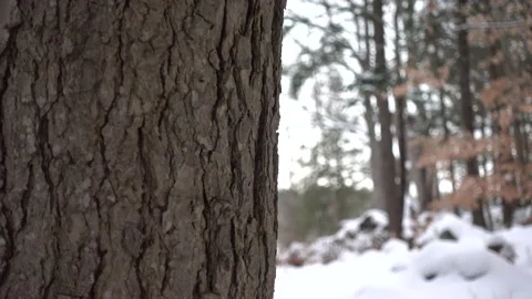 Tree Trunk Stock Footage 179674939