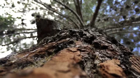 Tree trunk. Stock Footage 196580480