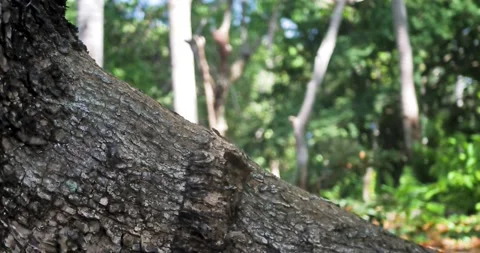 Tree trunk Vídeo Stock 198497989