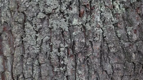 Tree trunk Stock Footage 255968428