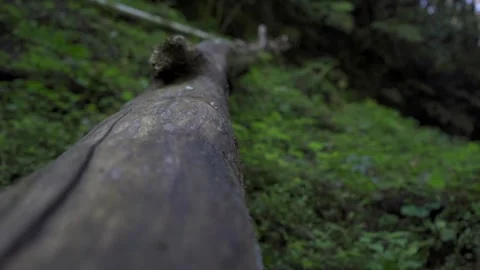 Tree trunk Stock Footage 293653930