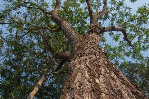 Tree with trunk in the foreground, branches intertwining forming a tentacle.. Stock Photos