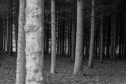 A tree trunk is in the foreground of a forest Foto stock