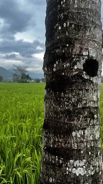 Tree Trunk in Foreground with Green Rice Field and Cloudy Sky Stock Photos