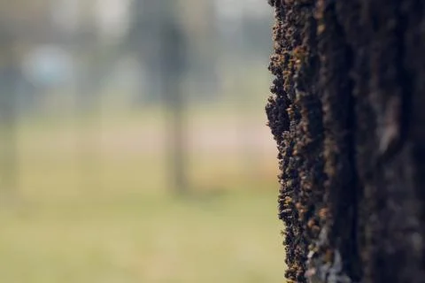 Tree trunk in the foreground with large green park in the background Stock Photos