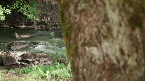 Tree Trunk in Foreground Partly Hiding Fast Norway Stream Video stock 345767311