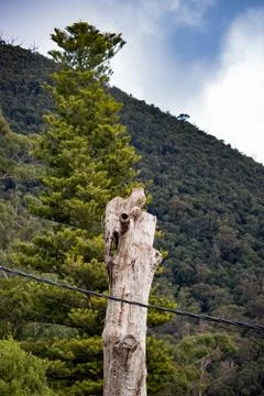 Tree trunk in a forest 1 Stock Photos