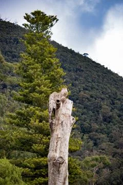 Tree trunk in a forest 2 Stock Photos