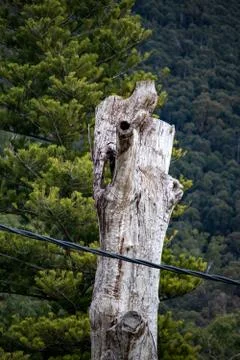 Tree trunk in a forest 3 Stock Photos