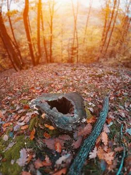 Tree trunk in forest in autumn Stock Photos