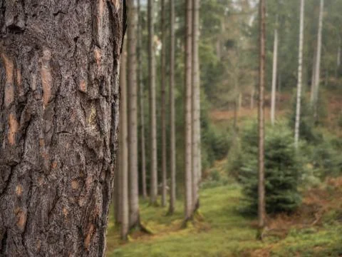 Tree trunk with forest in the background Stock Photos