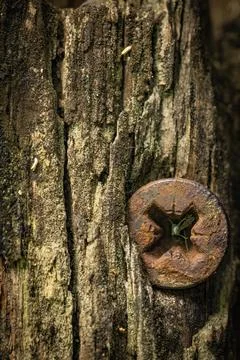 Tree trunk in the forest, background, texture Stock Photos