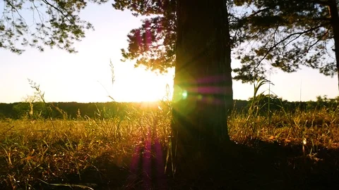Tree trunk in the forest close up. Camera slider movement. The sun's rays shine Stock Footage 102030040