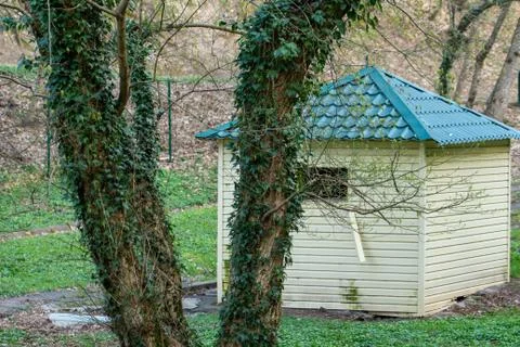 Tree trunk in the forest close-up. Tree trunk overgrown with ivy. Stock Photos