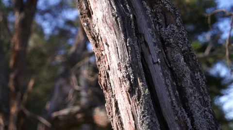 The tree trunk in the forest closeup Stock Footage 63078200