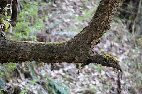 Tree trunk in the forest covered with green grass Stock Photos