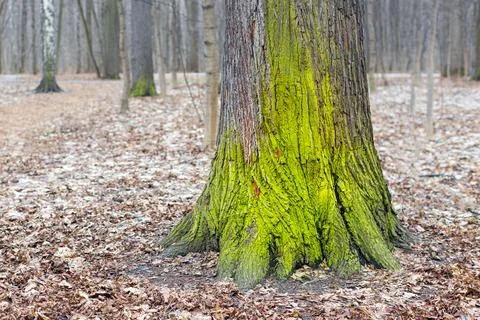 Tree trunk in the forest covered with green moss Stock Photos